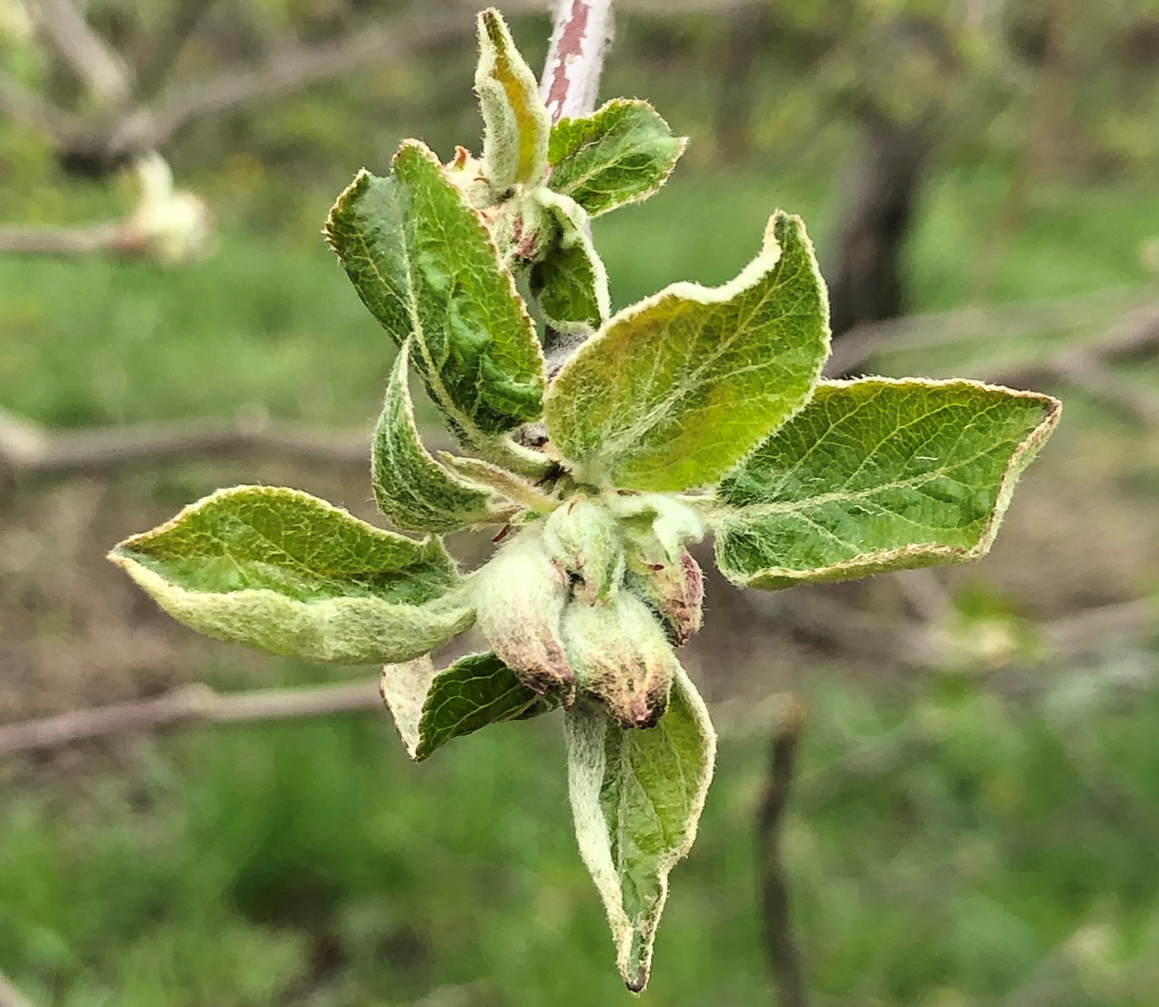 Apple in tight cluster